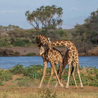 Samburu - Fighting giraffes